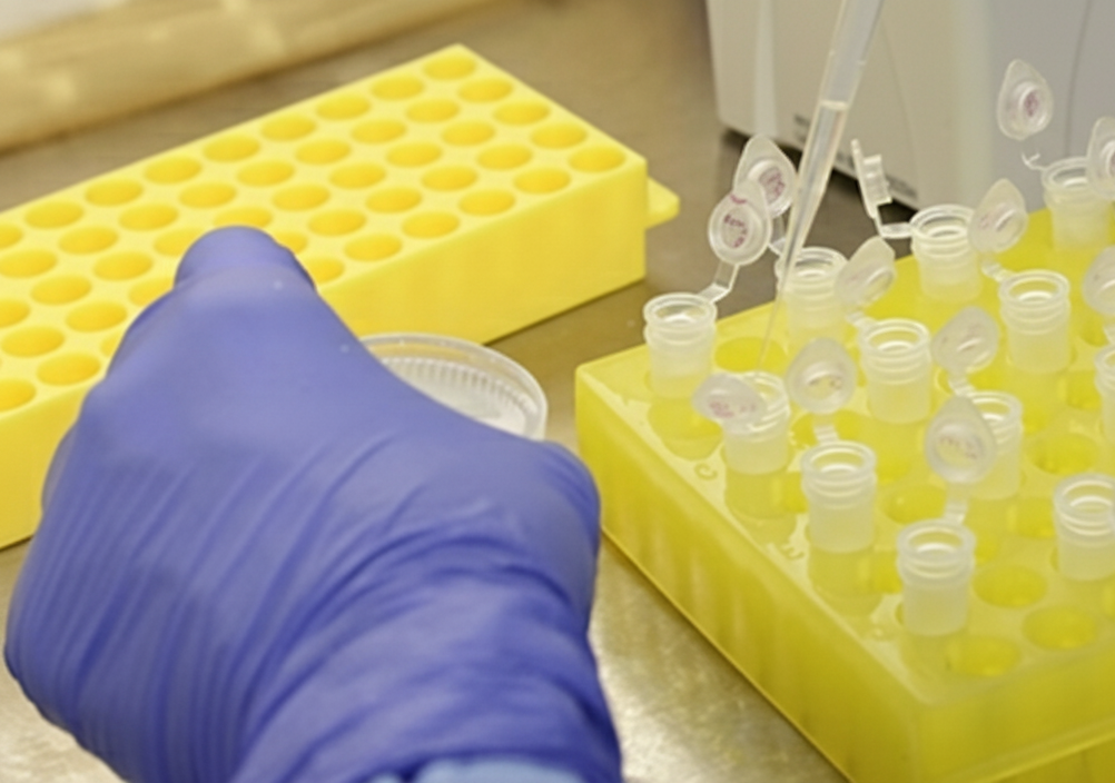 experimento e amostragem